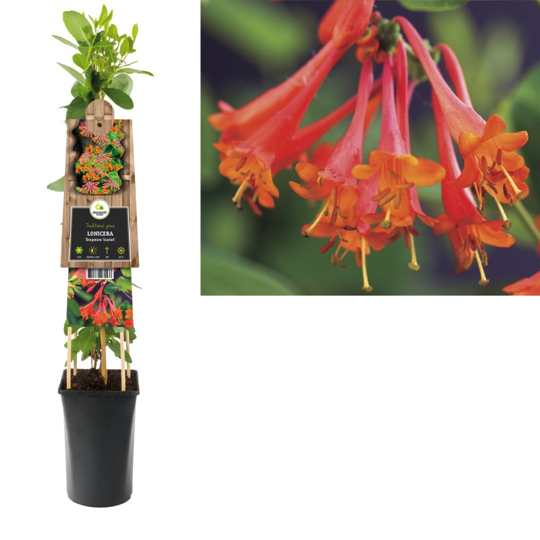 Klimplant Lonicera Dropmore Scarlet 75 cm Kamperfoelie Van der Starre - Van der starre