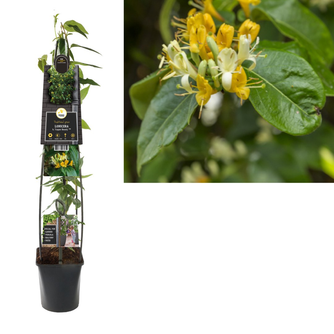 Klimplant Lonicera h. Copper Beauty PBR 120 cm Kamperfoelie Van der Starre - Van der starre