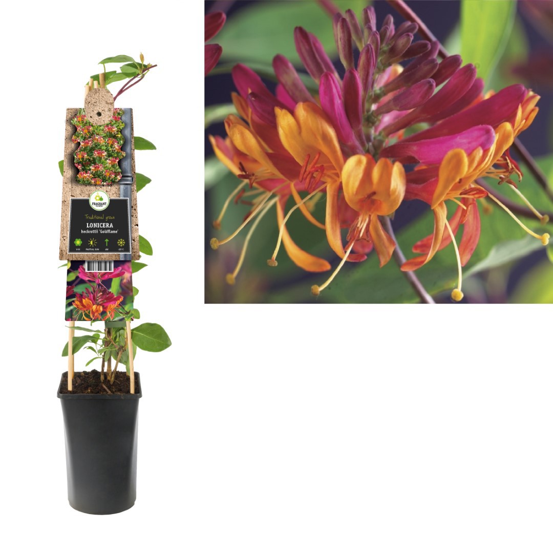 Klimplant Lonicera heckrottii Goldflame 75 cm Kamperfoelie Van der Starre - Van der starre