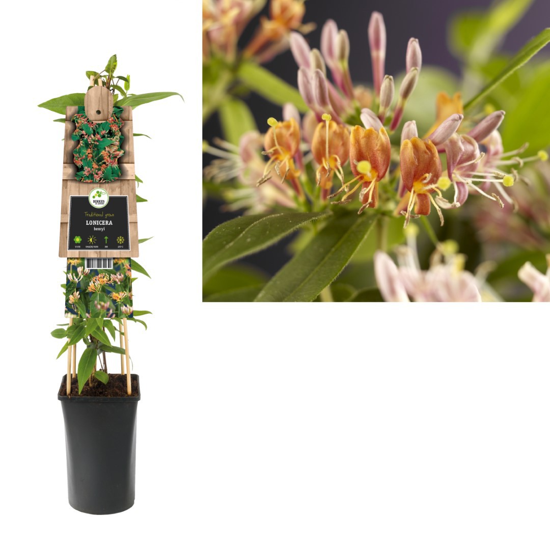 Klimplant Lonicera henryi 75 cm Kamperfoelie Van der Starre - Van der starre