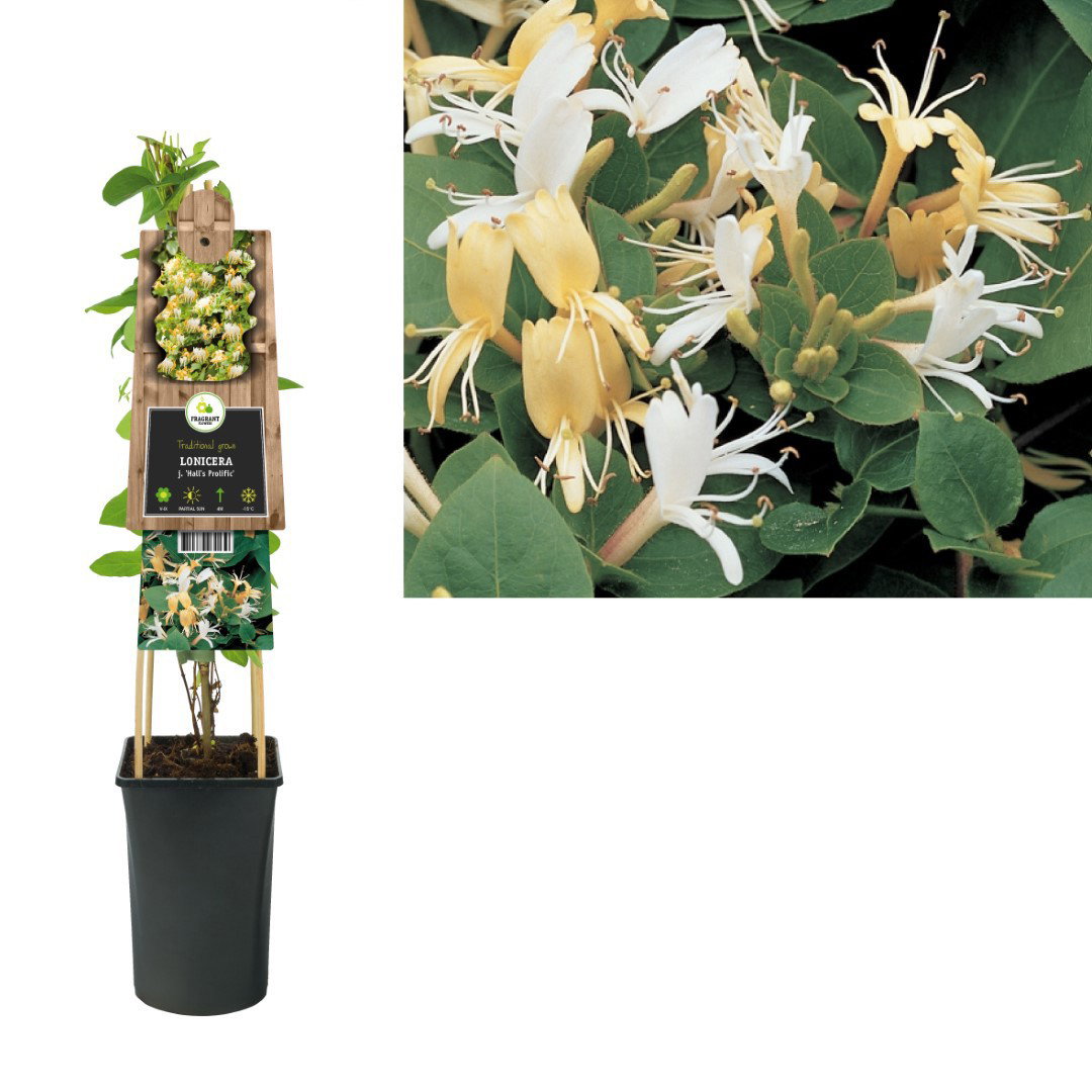 Klimplant Lonicera j. Hall s Prolific 75 cm Kamperfoelie Van der Starre - Van der starre