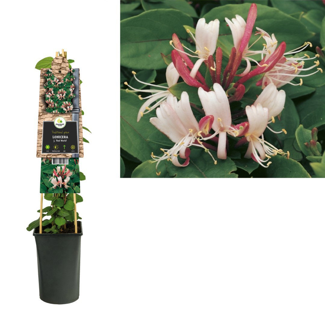 Klimplant Lonicera j. Red World 75 cm Kamperfoelie Van der Starre - Van der starre