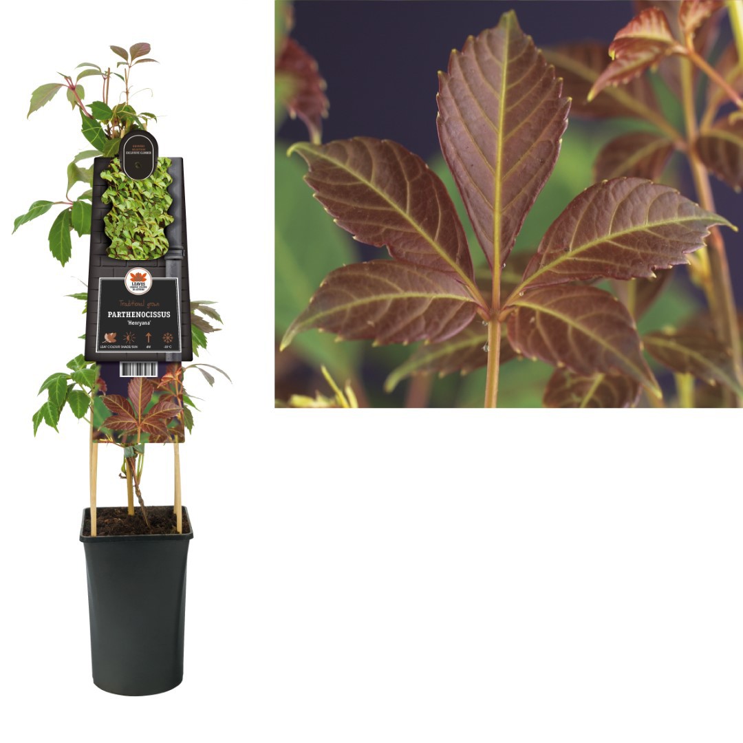 Klimplant Parthenocissus Henryana 75 cm Chinese wingerd Van der Starre - Van der starre