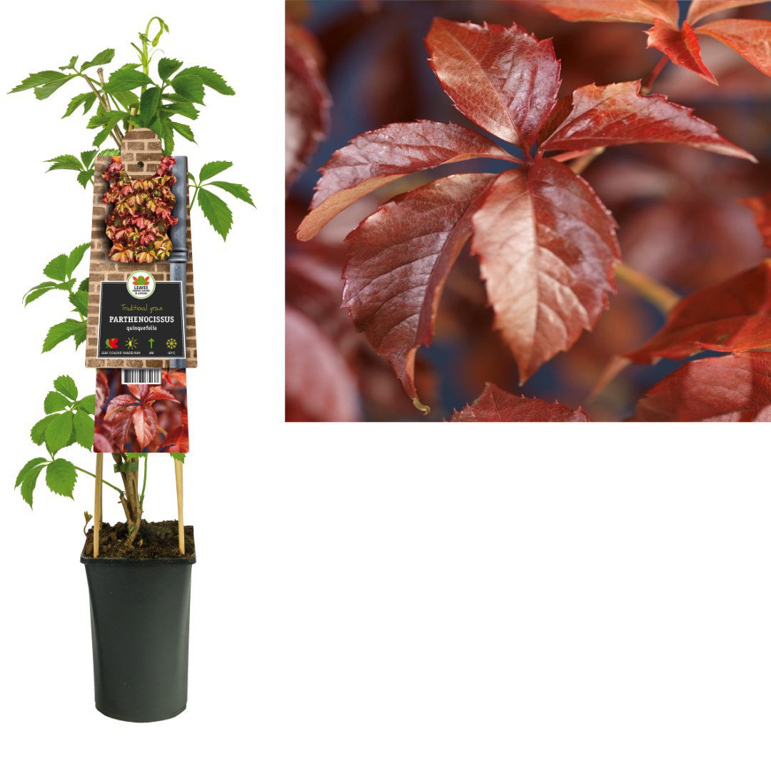 https://cdn.warentuin.nl/media/catalog/product/1/7/1778714339263037_van_der_starre_klimplant_parthenocissus_quinquefolia_75_cm_van_3e5c.jpg