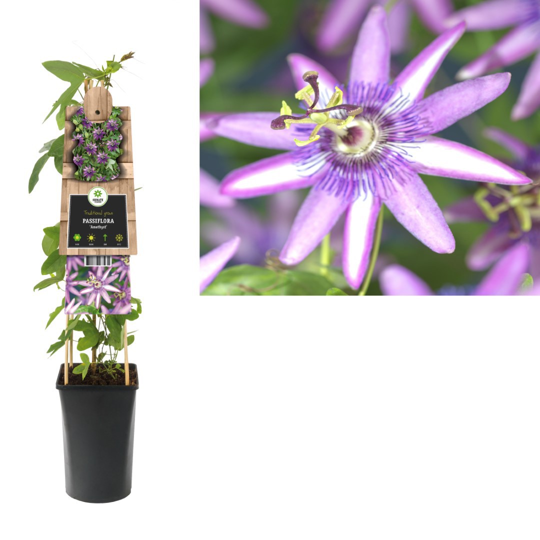 Klimplant Passiflora Amethyst 75 cm Passiebloem Van der Starre - Van der starre