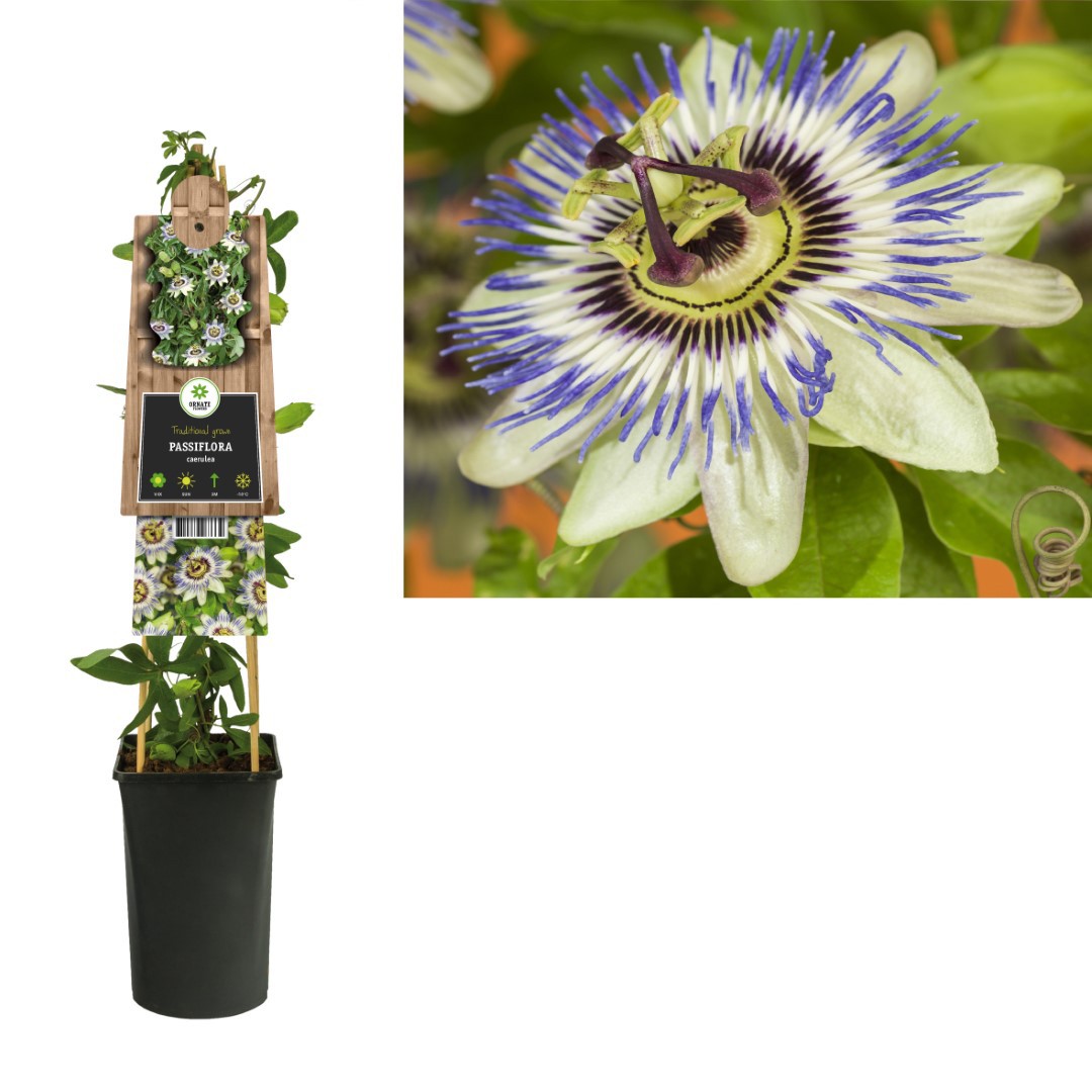 https://cdn.warentuin.nl/media/catalog/product/1/7/1778714339263334_van_der_starre_klimplant_passiflora_caerulea_75_cm_van_der_sta_5623.jpg