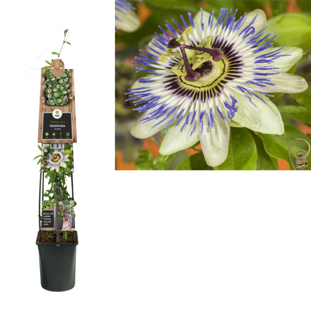 Klimplant Passiflora Caerulea 70 cm Passiebloem Van der Starre - Van der starre