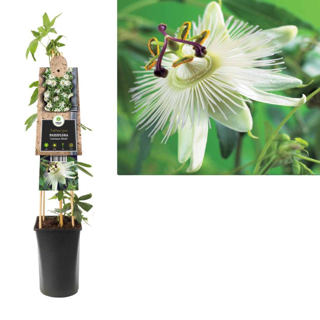 https://cdn.warentuin.nl/media/catalog/product/1/7/1778714339263433_van_der_starre_klimplant_passiflora_constance_elliott_75_cm_va_c67b.jpg