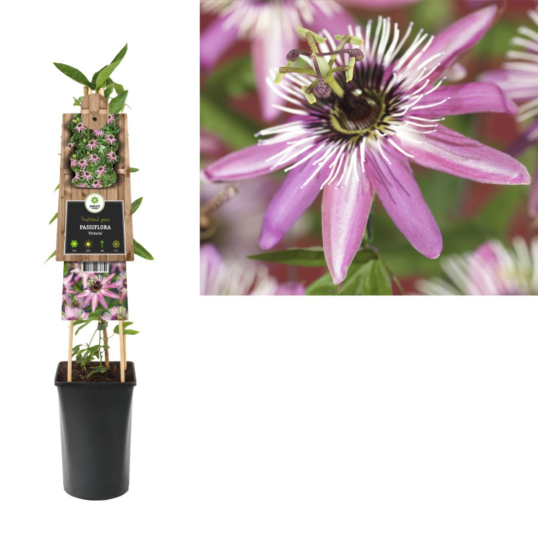 https://cdn.warentuin.nl/media/catalog/product/1/7/1778714339263730_van_der_starre_klimplant_passiflora_victoria_75_cm_van_der_sta_a3d0.jpg