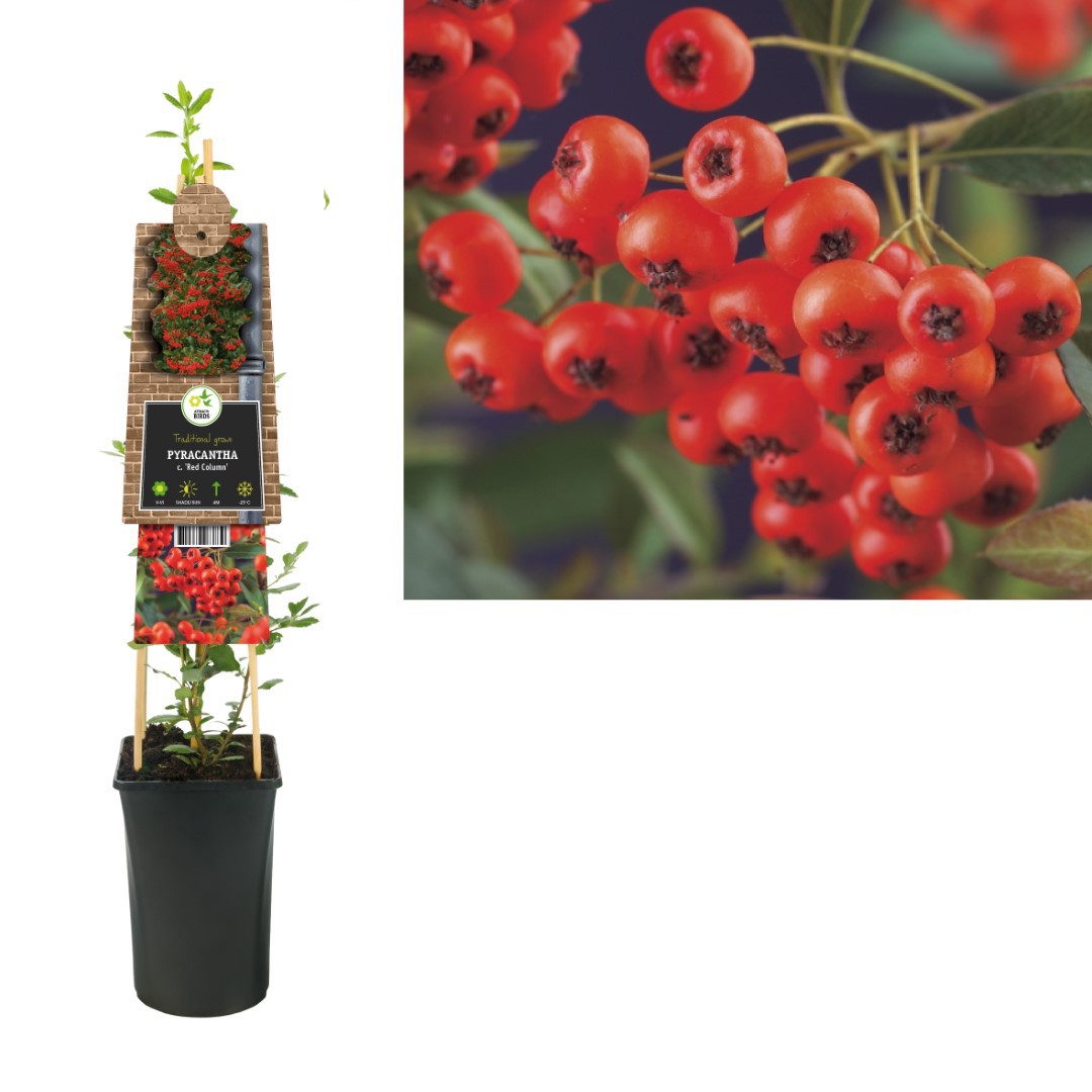Klimplant Pyracantha c. Red Column 75 cm Vuurdoorn Van der Starre - Van der starre