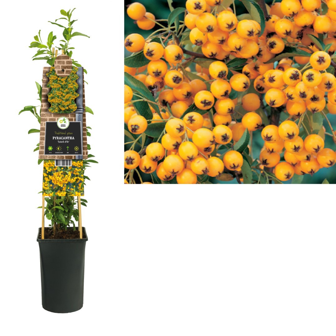 Klimplant Pyracantha Soleil d Or 75 cm Vuurdoorn Van der Starre - Van der starre