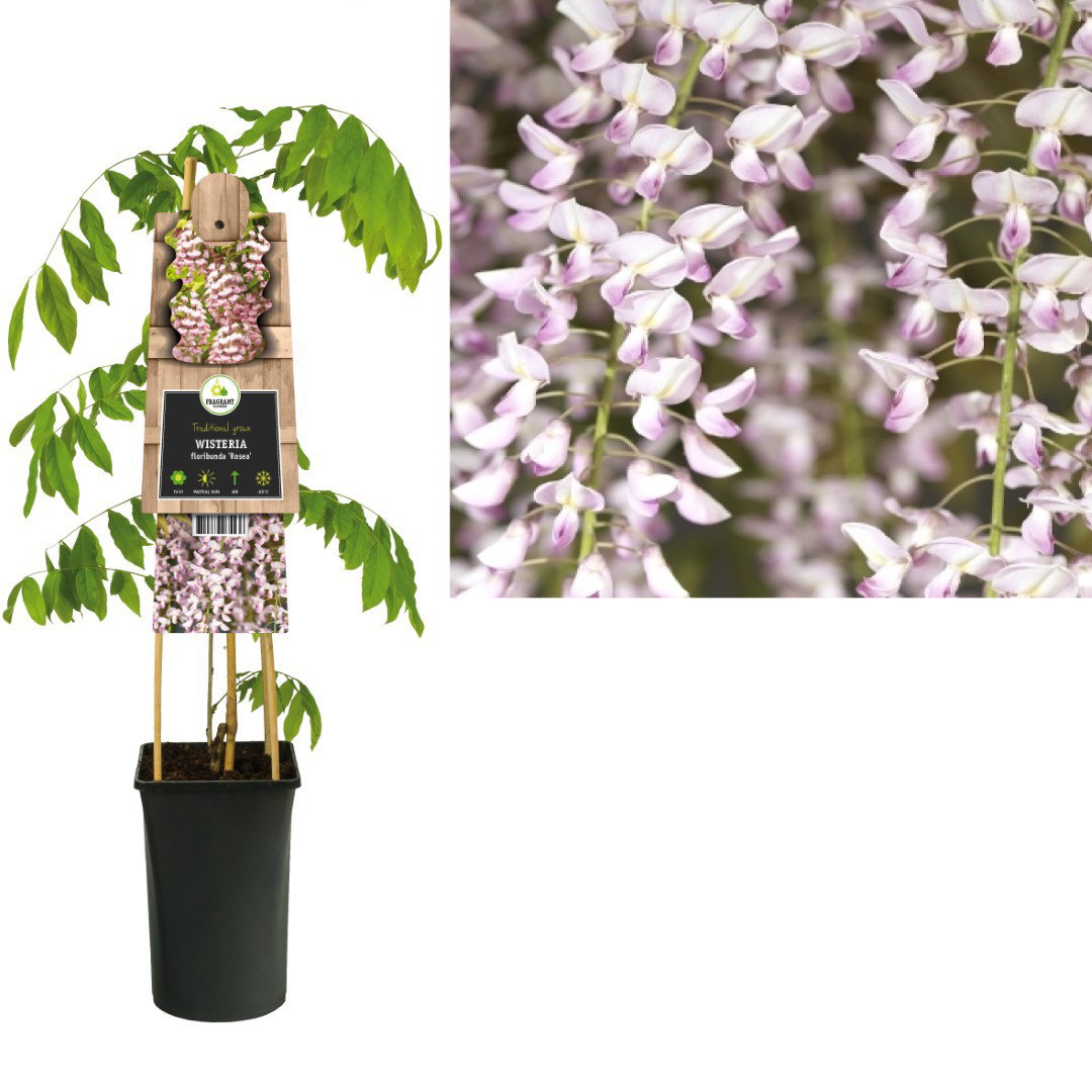Klimplant Wisteria floribunda Rosea 75 cm Japanse blauweregen Van der Starre - Van der starre