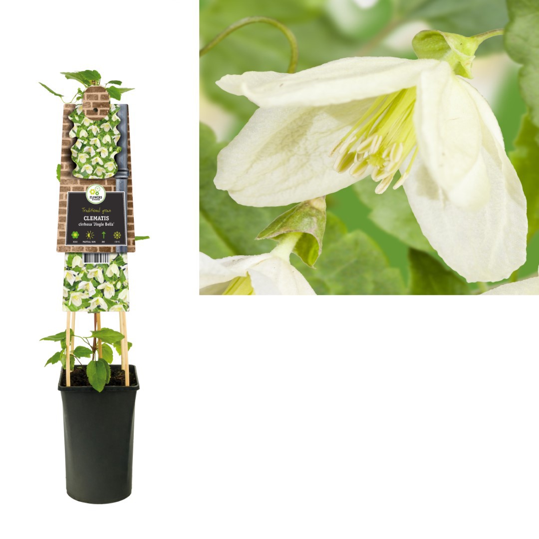 Klimplant Clematis cirrhosa Jingle Bells 75 cm Bosrank Van der Starre - Van der starre
