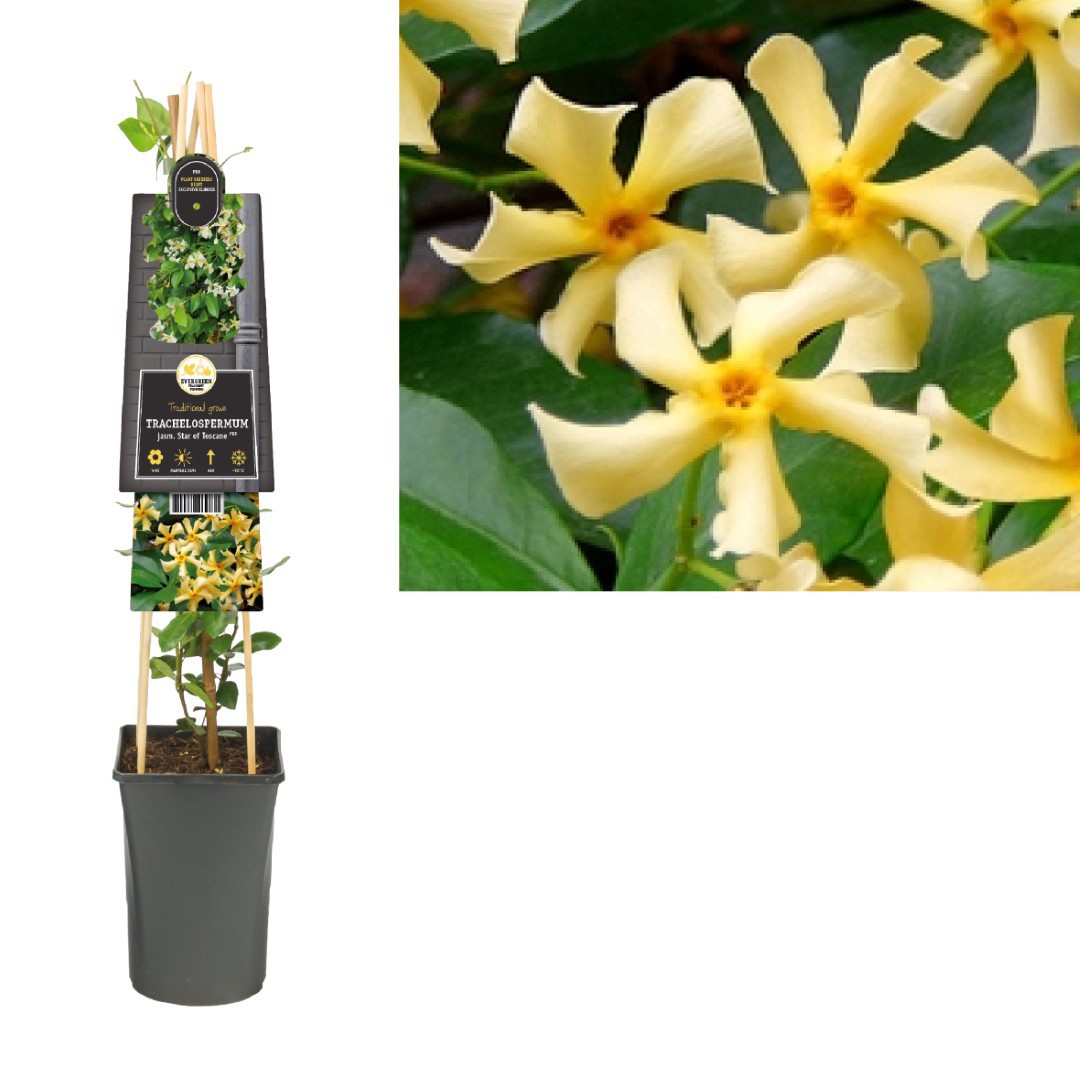 Klimplant Trachelospermum jasm. Star of Toscane PBR 75 cm Toscaanse jasmijn Van der Starre - Van der starre