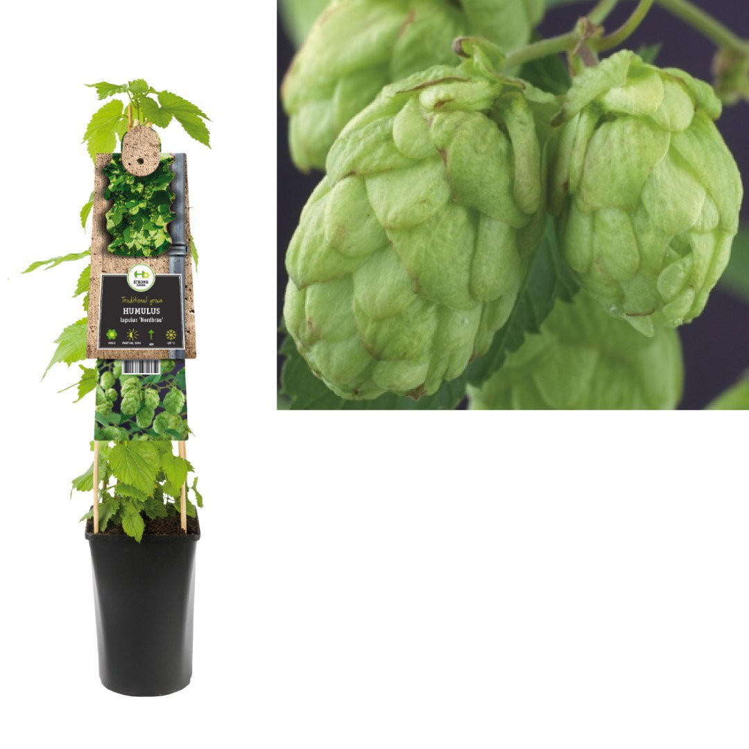 https://cdn.warentuin.nl/media/catalog/product/1/7/1778714339271339_humulus_plant_klimplant_humulus_lupulus_75_cm_3f61.jpeg
