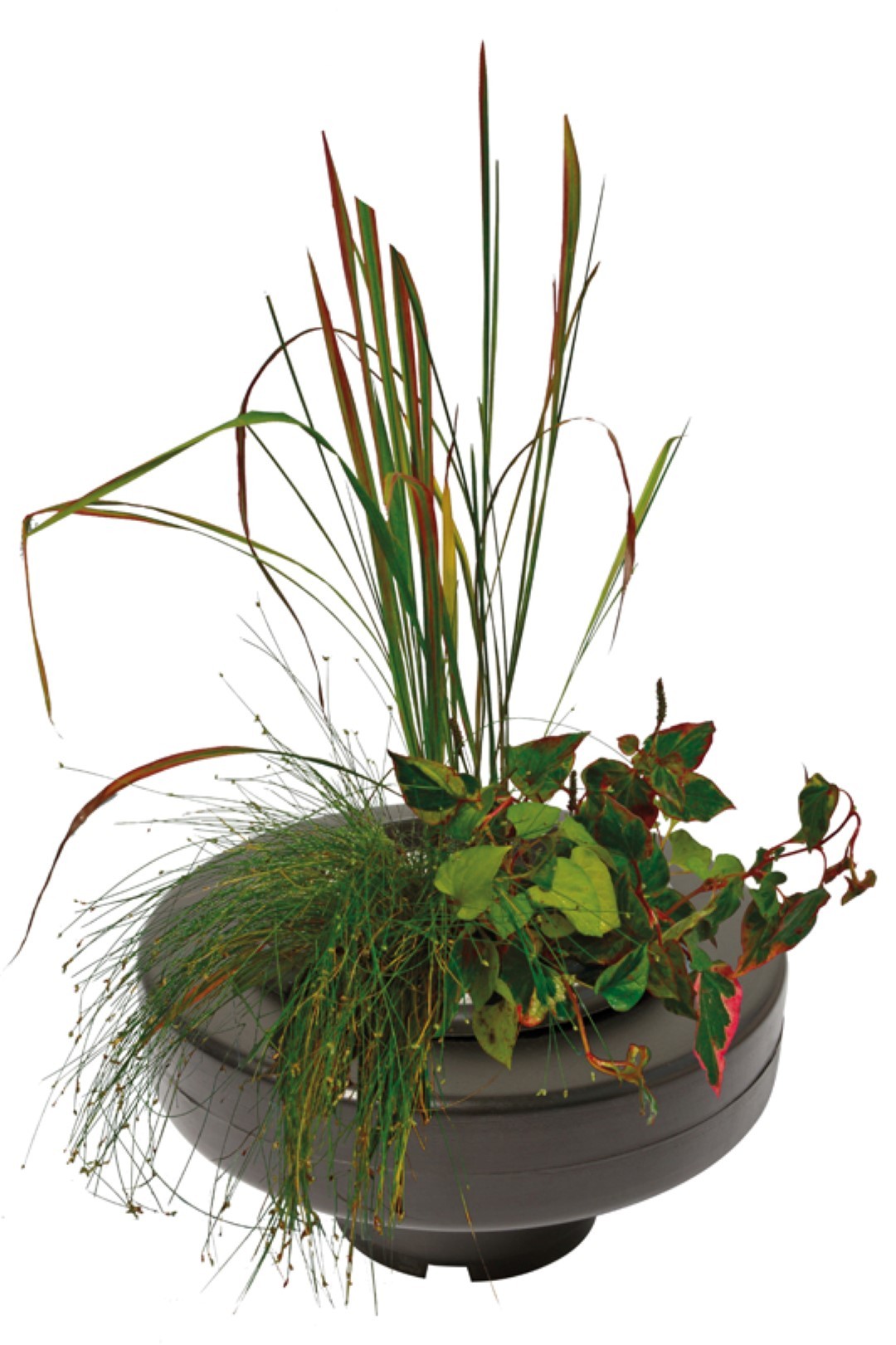 https://cdn.warentuin.nl/media/catalog/product/1/7/1778715897244537_aquadistri_aquarium_accessoire_floating_plant_basket_o_22_cm_38f3.jpg