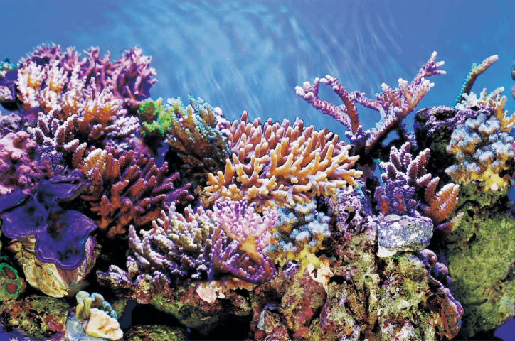 https://cdn.warentuin.nl/media/catalog/product/1/7/1778715897291555_superfish_aquarium_accessoire_superfish_deco_poster_a5_120x61__f4e6.png