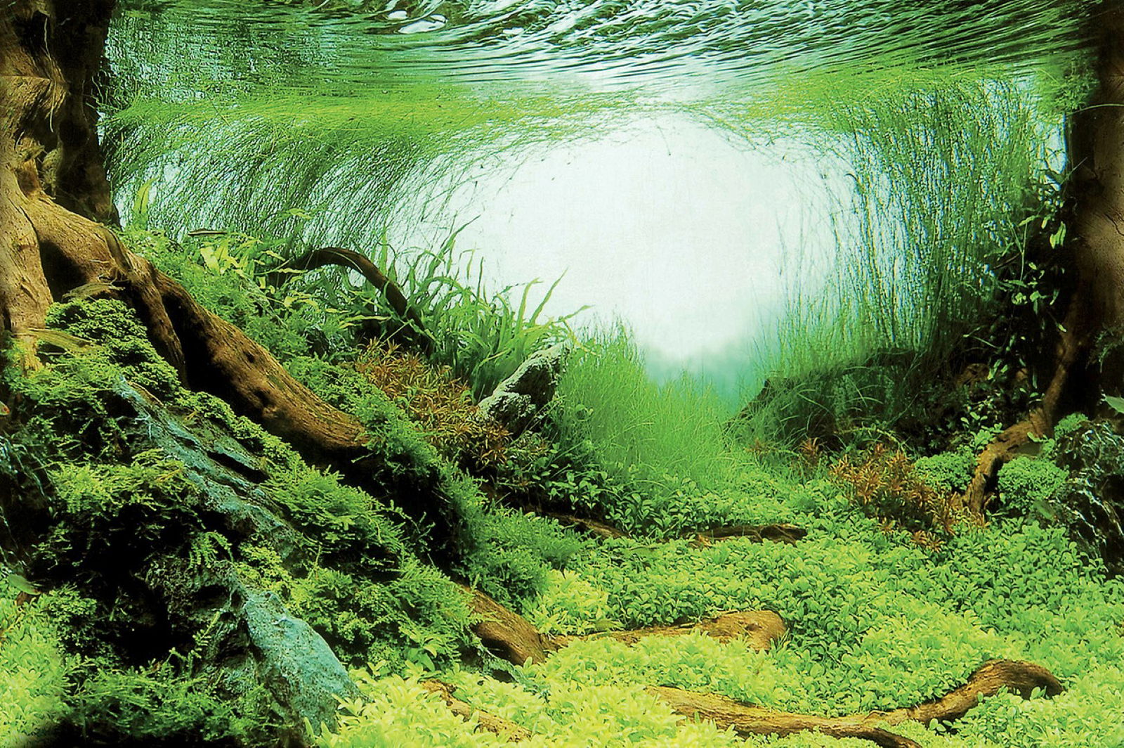 Superfish deco poster c3 100x49 cm - Superfish