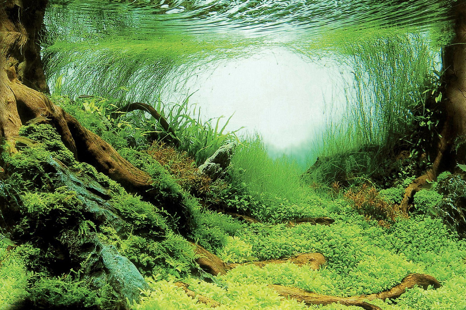https://cdn.warentuin.nl/media/catalog/product/1/7/1778715897291685_superfish_aquarium_accessoire_superfish_deco_poster_c6_150x61__c6ef.jpg