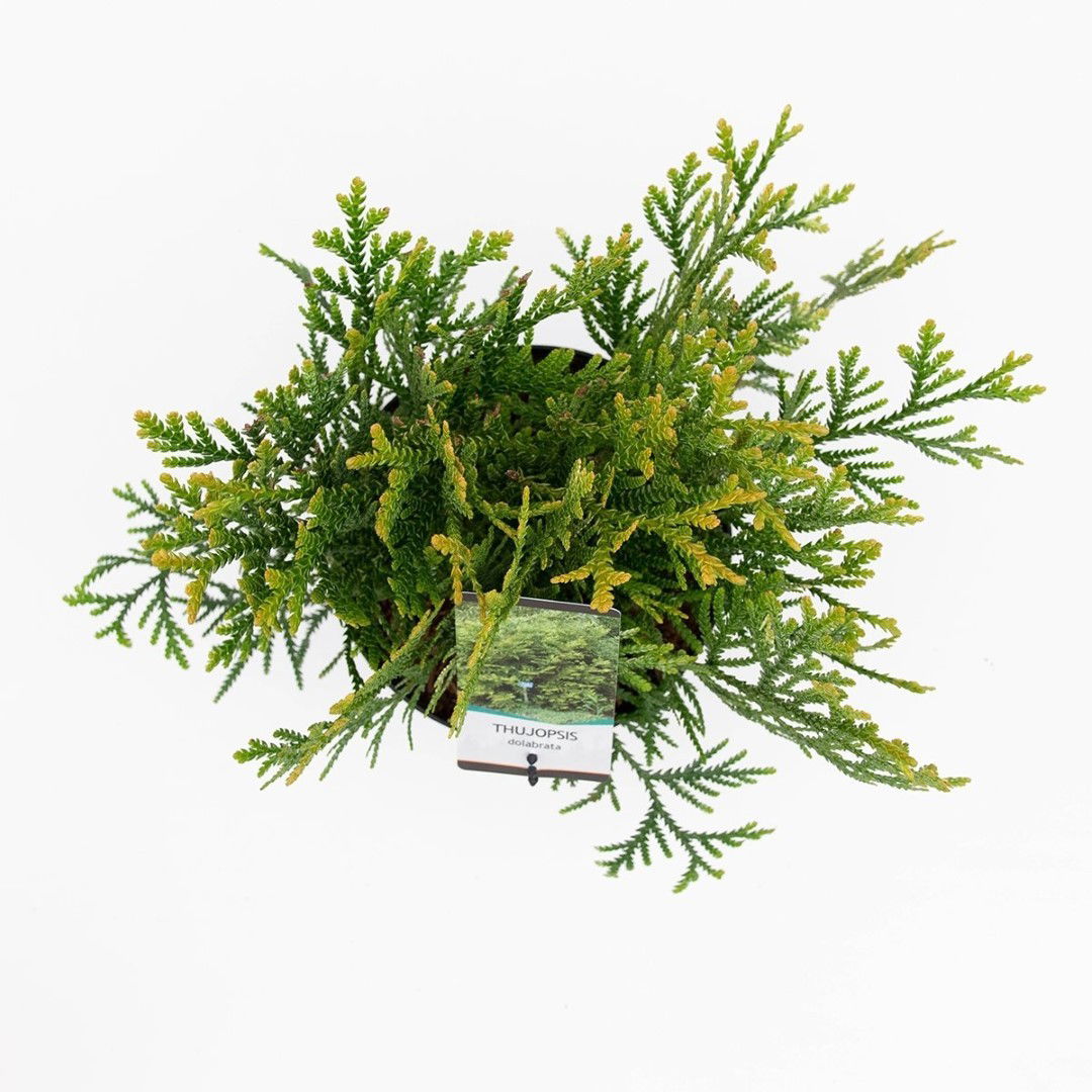 https://cdn.warentuin.nl/media/catalog/product/1/7/1778716123036629_2_warentuin_natuurlijk_planten_thujopsis_dolabrata_30_40_cm_wa_9800.jpg