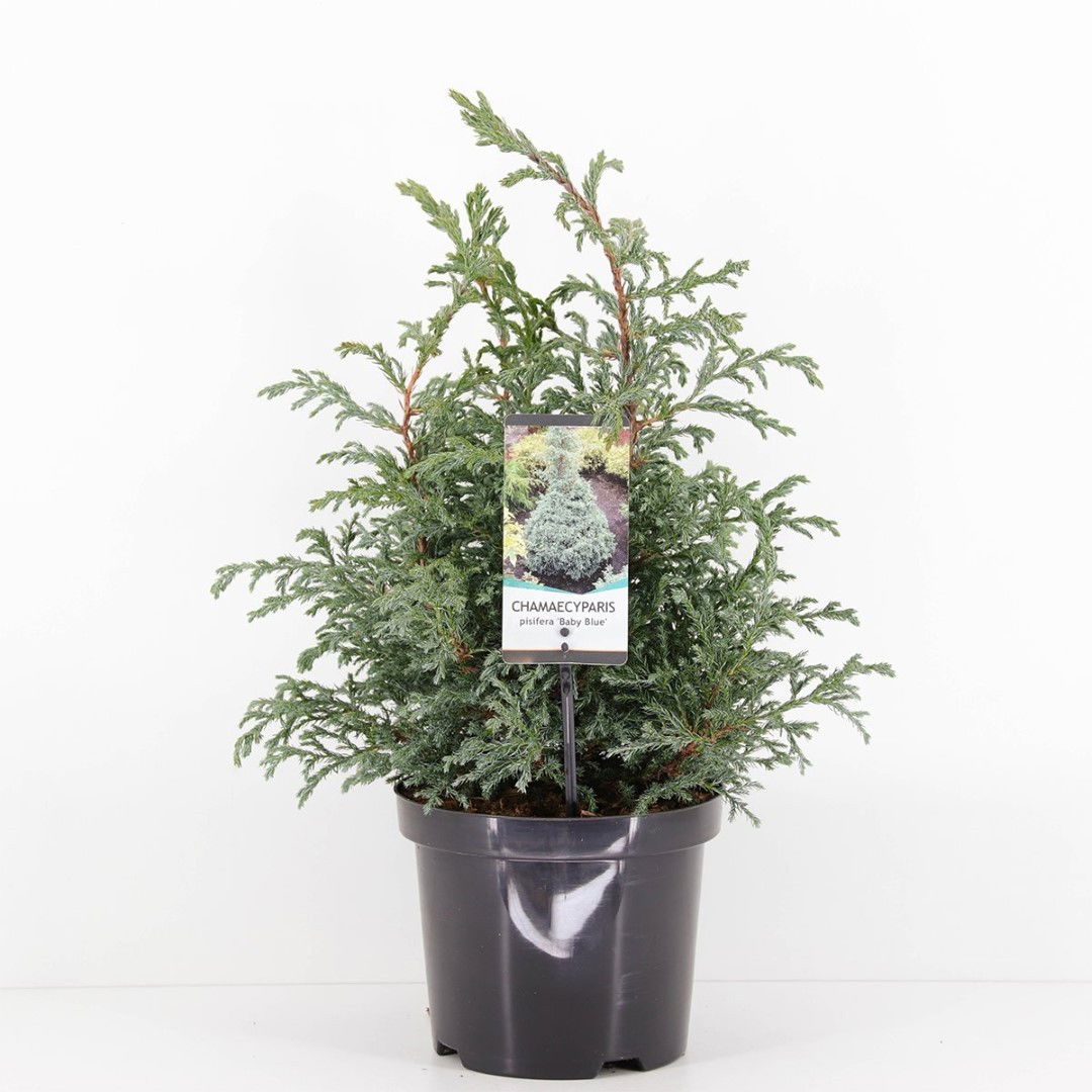 Warentuin natuurlijk Chamaecyparis pis baby blue 45 cm - 
