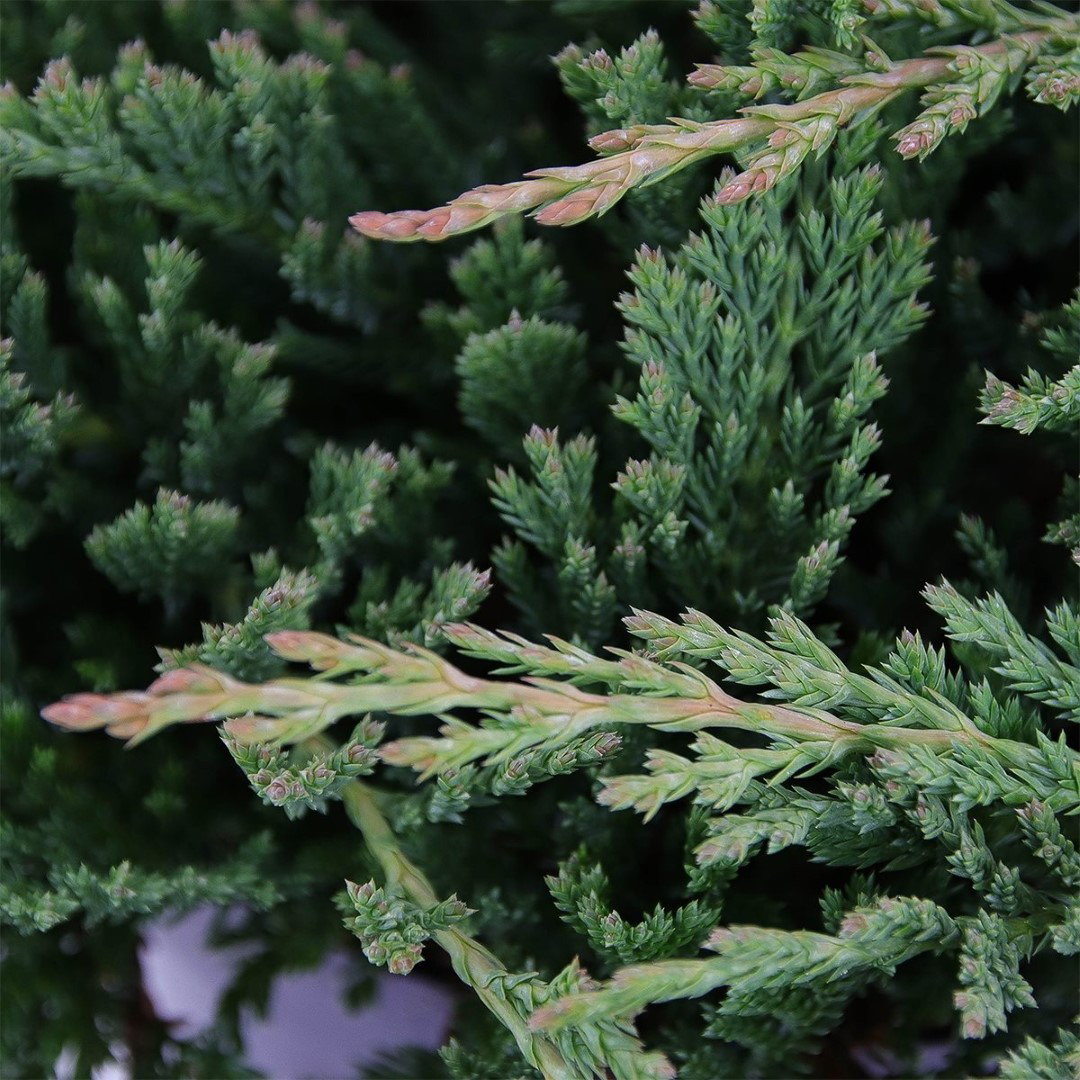 https://cdn.warentuin.nl/media/catalog/product/1/7/1778716123127860_2_warentuin_natuurlijk_conifeer_juniperus_hor_prince_of_wales__0b10.jpg