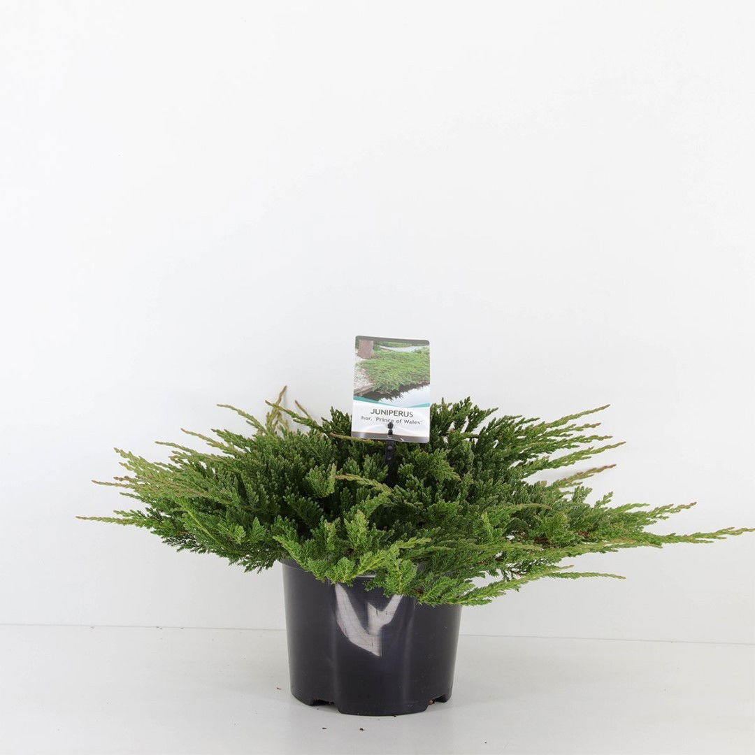 Warentuin natuurlijk Juniperus hor prince of wales 30 cm - 