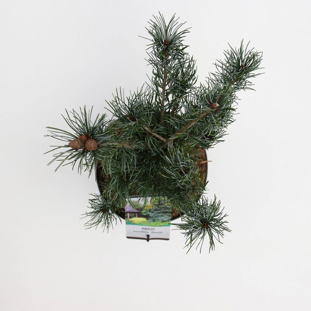 https://cdn.warentuin.nl/media/catalog/product/1/7/1778716123127877_2_warentuin_natuurlijk_planten_pinus_parviflora_glauca_warentu_922b.jpg