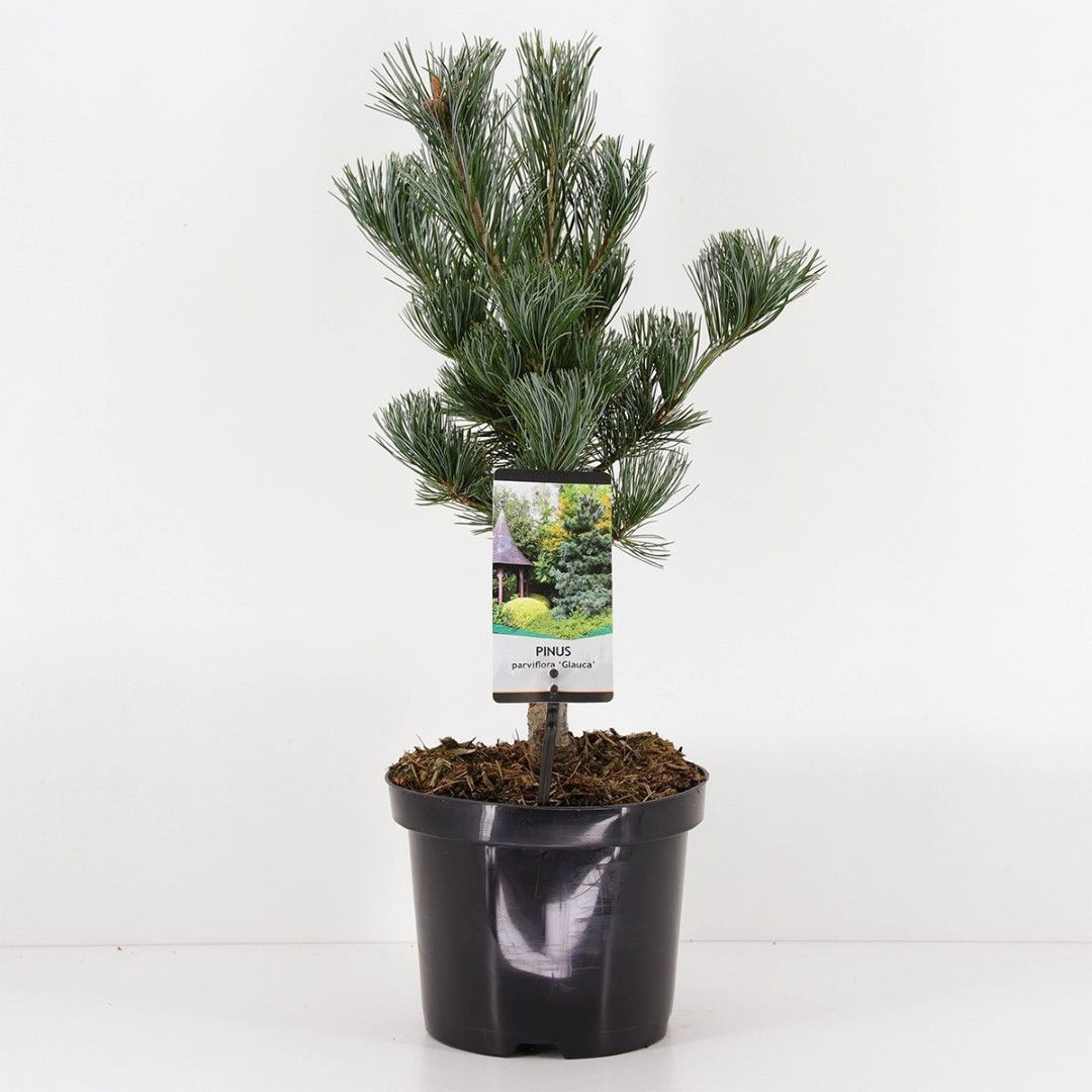 Warentuin natuurlijk Pinus parviflora glauca - 