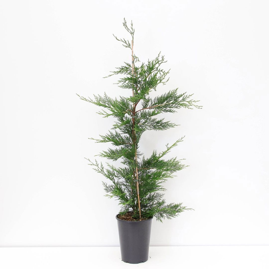 Cupressocyparis leylandii 80-125 cm - Warentuin Natuurlijk