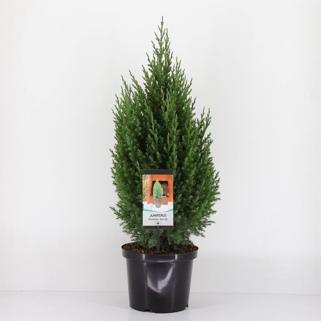 Warentuin natuurlijk Juniperus chinensis stricta 80 cm - 