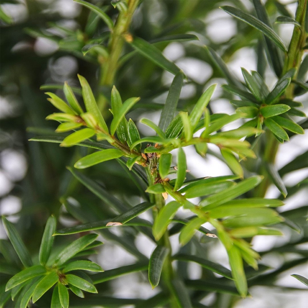 https://cdn.warentuin.nl/media/catalog/product/1/7/1778716123127976_2_warentuin_natuurlijk_planten_taxus_baccata_50_100_cm_warentu_34db.jpg
