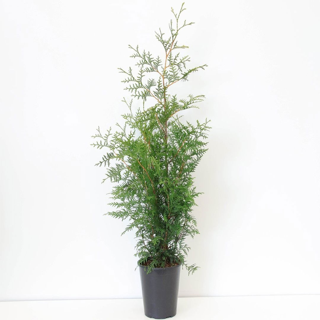 Warentuin natuurlijk Thuja occidentalis brabant 80-150 cm - 