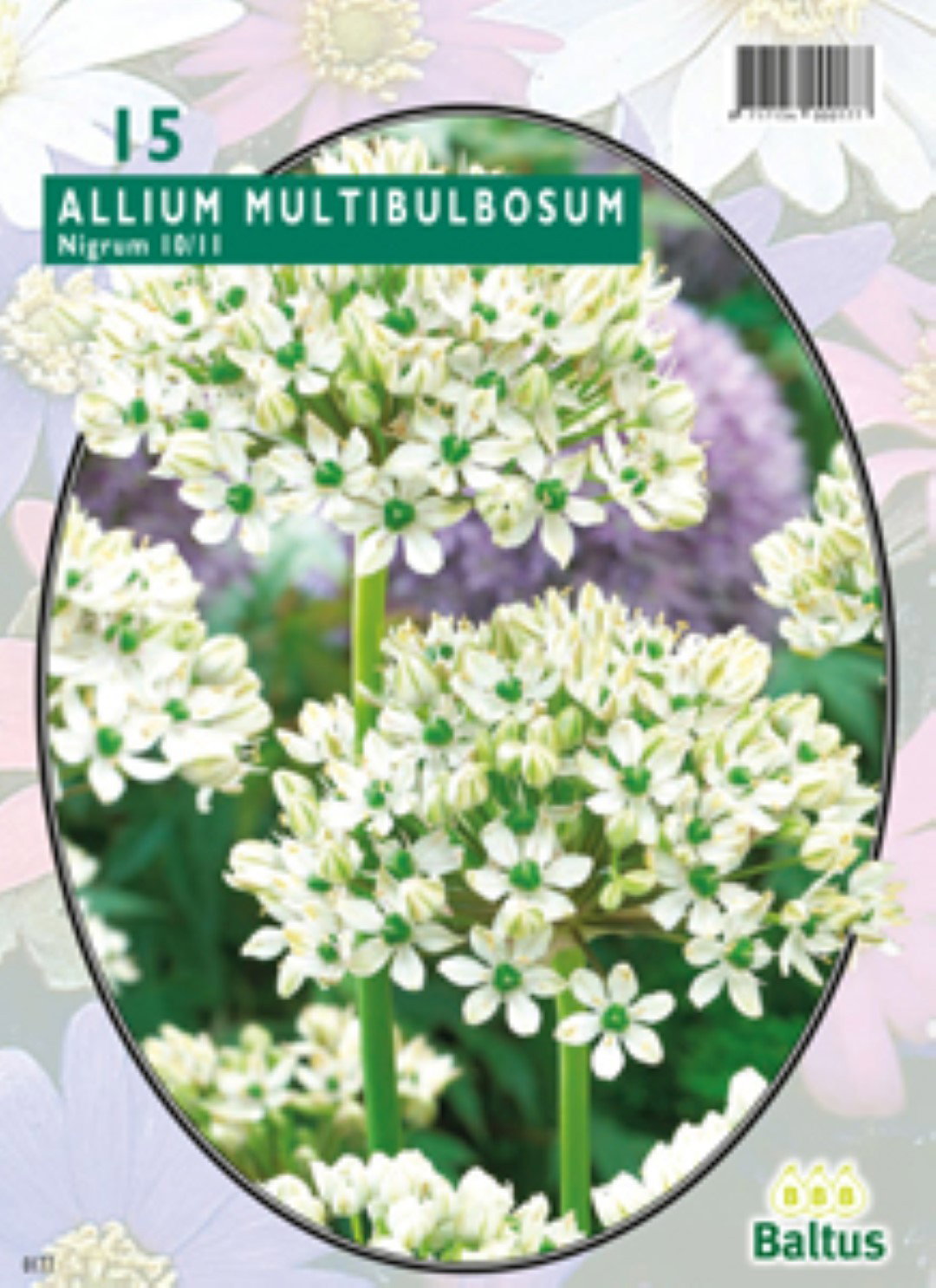 Allium Nigrum Multibubosum per 15 Baltus - Baltus