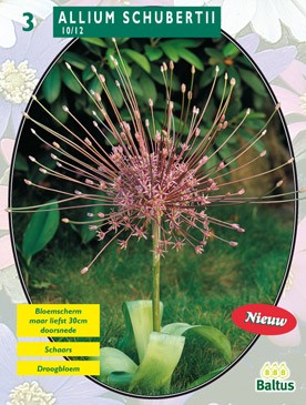 Allium Schuberti per 3 Baltus - Baltus