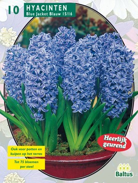 Hyacinth Blue Jacket 10 st Baltus - Baltus