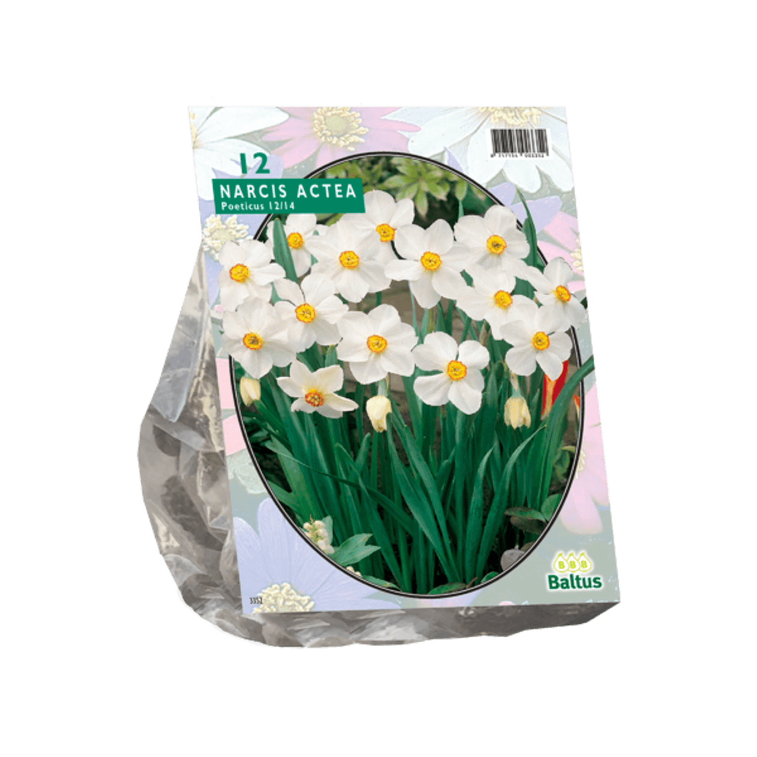 Narcis Actea per 12 Baltus - Baltus