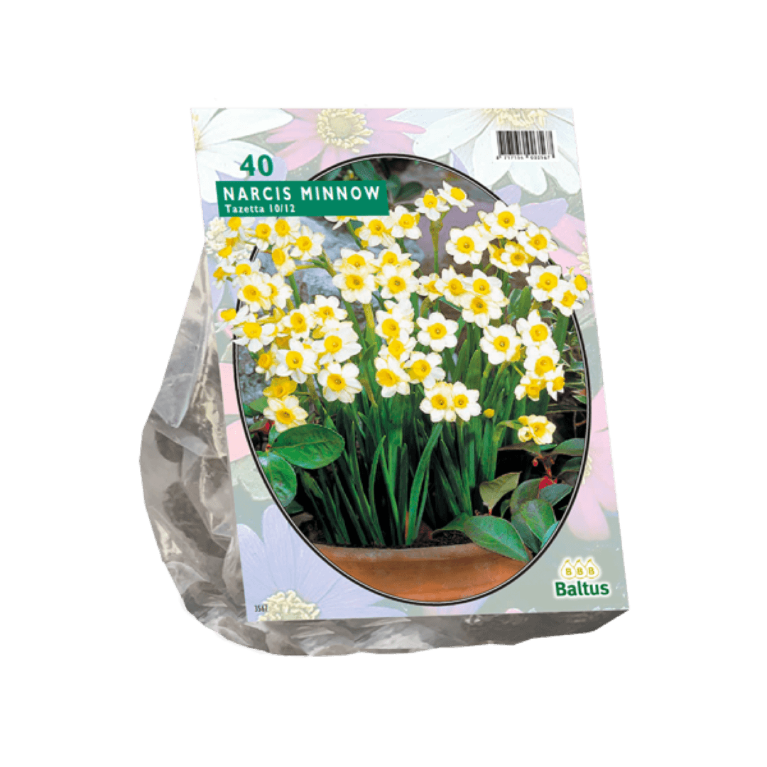 Narcis Mini Minnow per 40 Baltus - Baltus