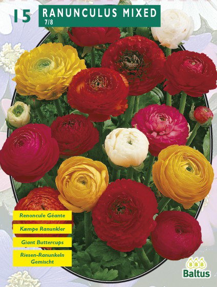 https://cdn.warentuin.nl/media/catalog/product/1/7/1778717154004052_baltus_bloembollen_ranonkel_mix_per_15_1235.jpg