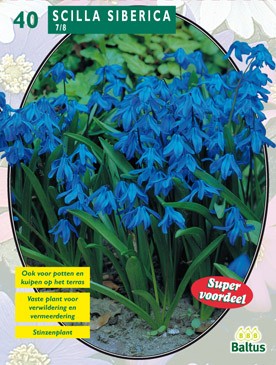Scilla Siberica per 40 Baltus - Baltus