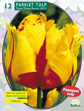 Tulipa Texas Flame, Parkiet per 12 Baltus - Baltus