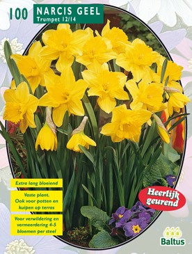 Narcis Geel per 100 Baltus - Baltus