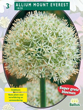 Allium Mount Everest per 3 Baltus - Baltus