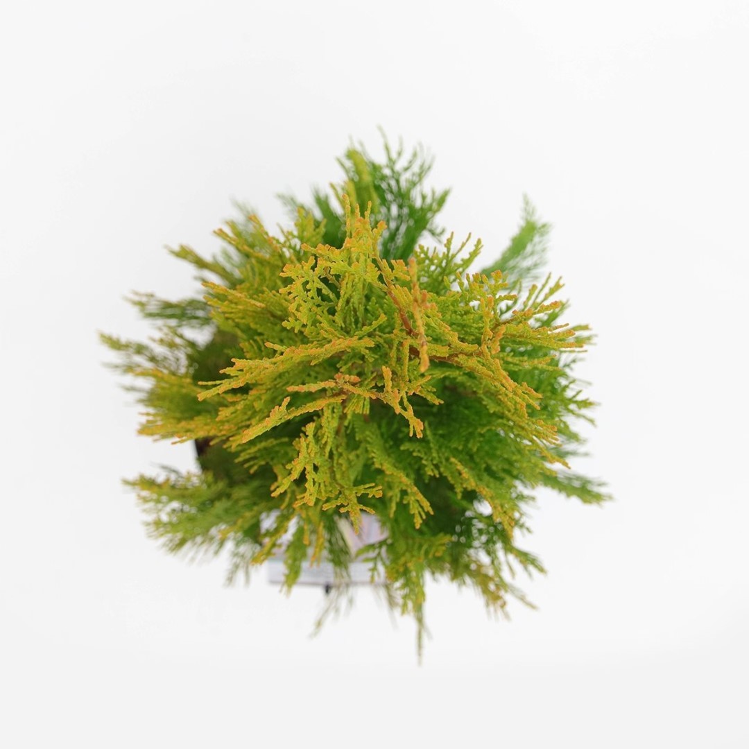 https://cdn.warentuin.nl/media/catalog/product/1/7/1778717191213042_2_warentuin_natuurlijk_planten_platycladus_orient_pyramidalis__441c.jpg