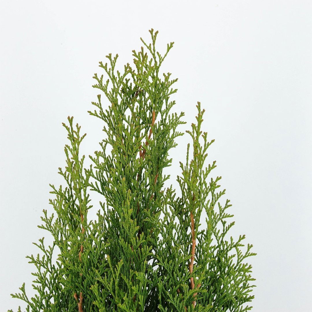 https://cdn.warentuin.nl/media/catalog/product/1/7/1778717191220620_2_warentuin_natuurlijk_planten_thuja_occidentalis_smaragd_125__f5fc.jpg