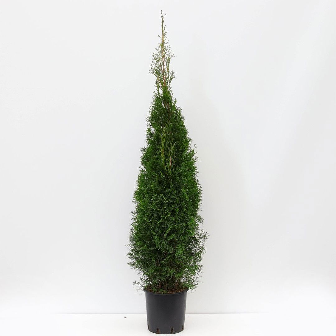 https://cdn.warentuin.nl/media/catalog/product/1/7/1778717191220620_warentuin_natuurlijk_planten_thuja_occidentalis_smaragd_125_15_5cea.jpg
