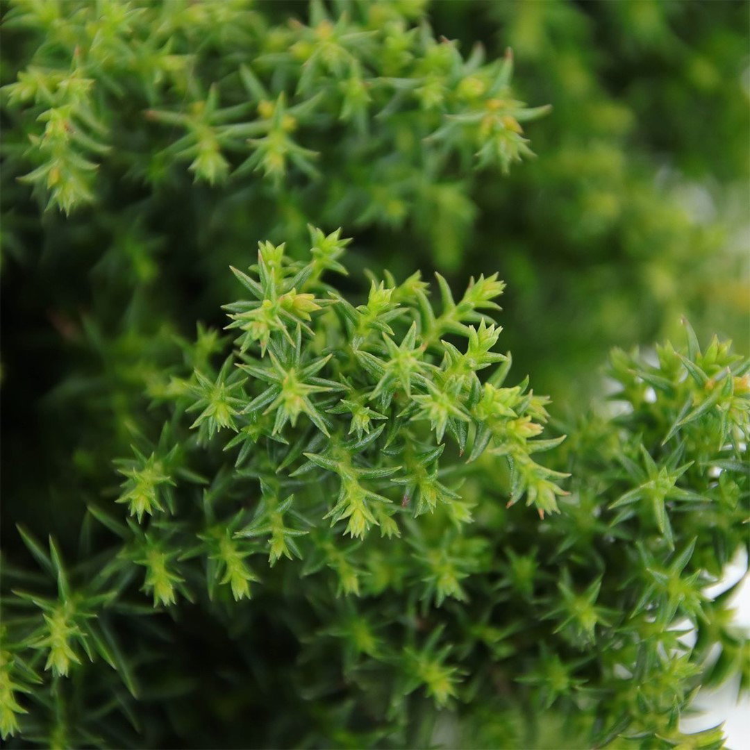 https://cdn.warentuin.nl/media/catalog/product/1/7/1778717191222938_2_warentuin_natuurlijk_conifeer_cryptomeria_jap_yokohama_45_cm_5300.jpg