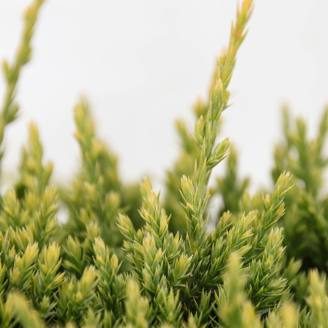 https://cdn.warentuin.nl/media/catalog/product/1/7/1778717191227797_2_warentuin_natuurlijk_conifeer_juniperus_squamata_holger_45_c_b4f1.jpg