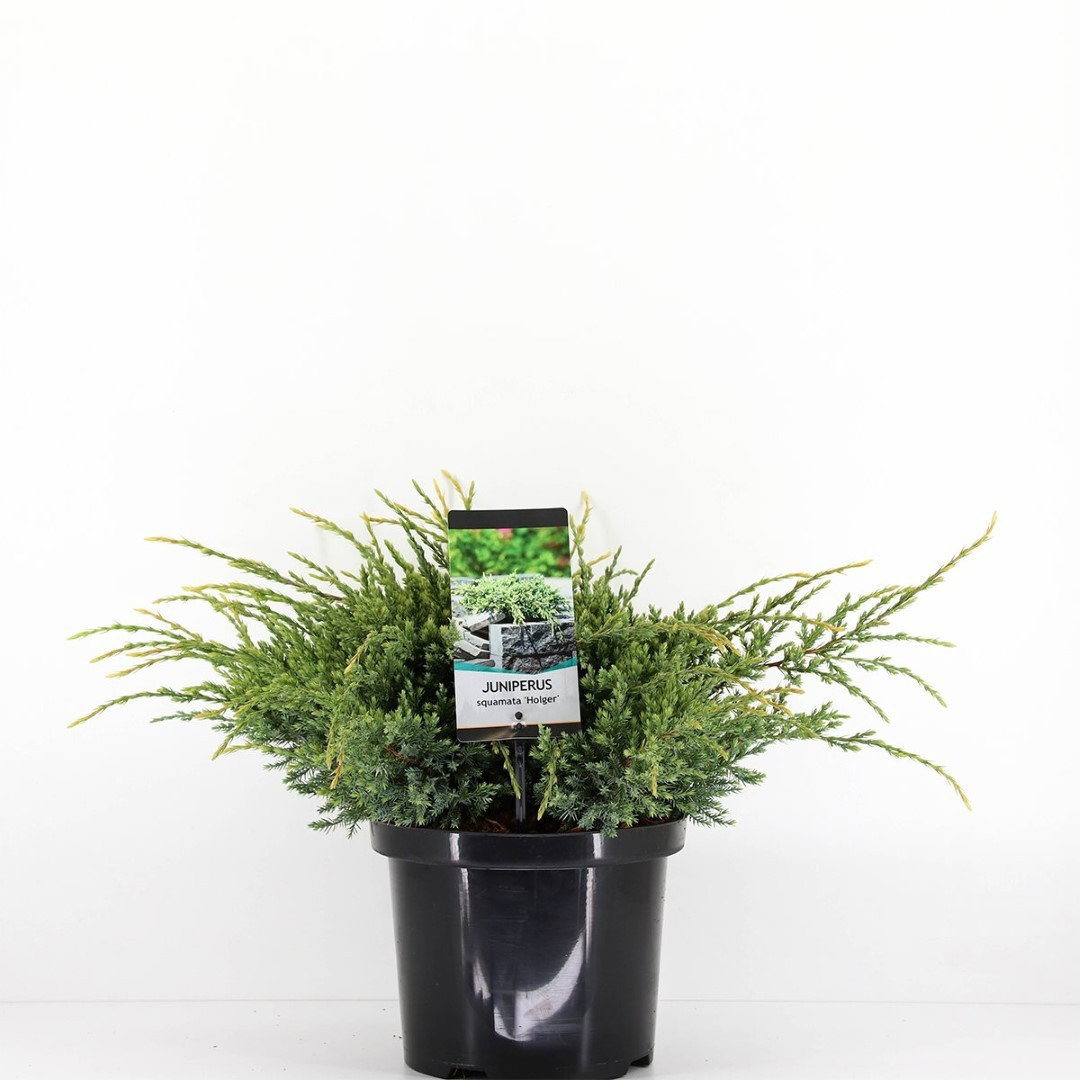 https://cdn.warentuin.nl/media/catalog/product/1/7/1778717191227797_warentuin_natuurlijk_conifeer_juniperus_squamata_holger_45_cm__d36f.jpg