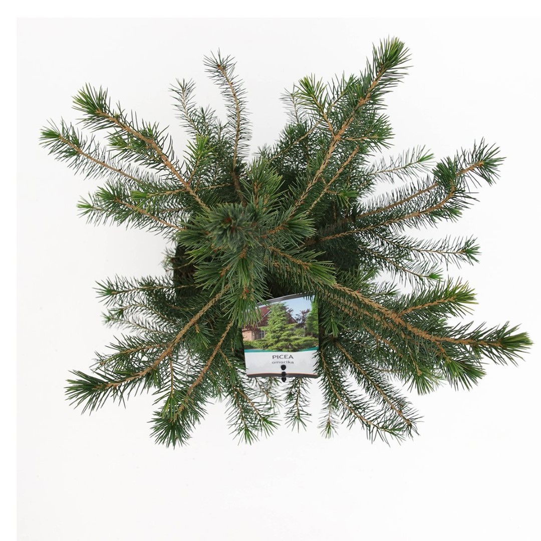 https://cdn.warentuin.nl/media/catalog/product/1/7/1778717191228954_2_warentuin_natuurlijk_planten_picea_omorika_30_40_cm_warentui_789a.jpg
